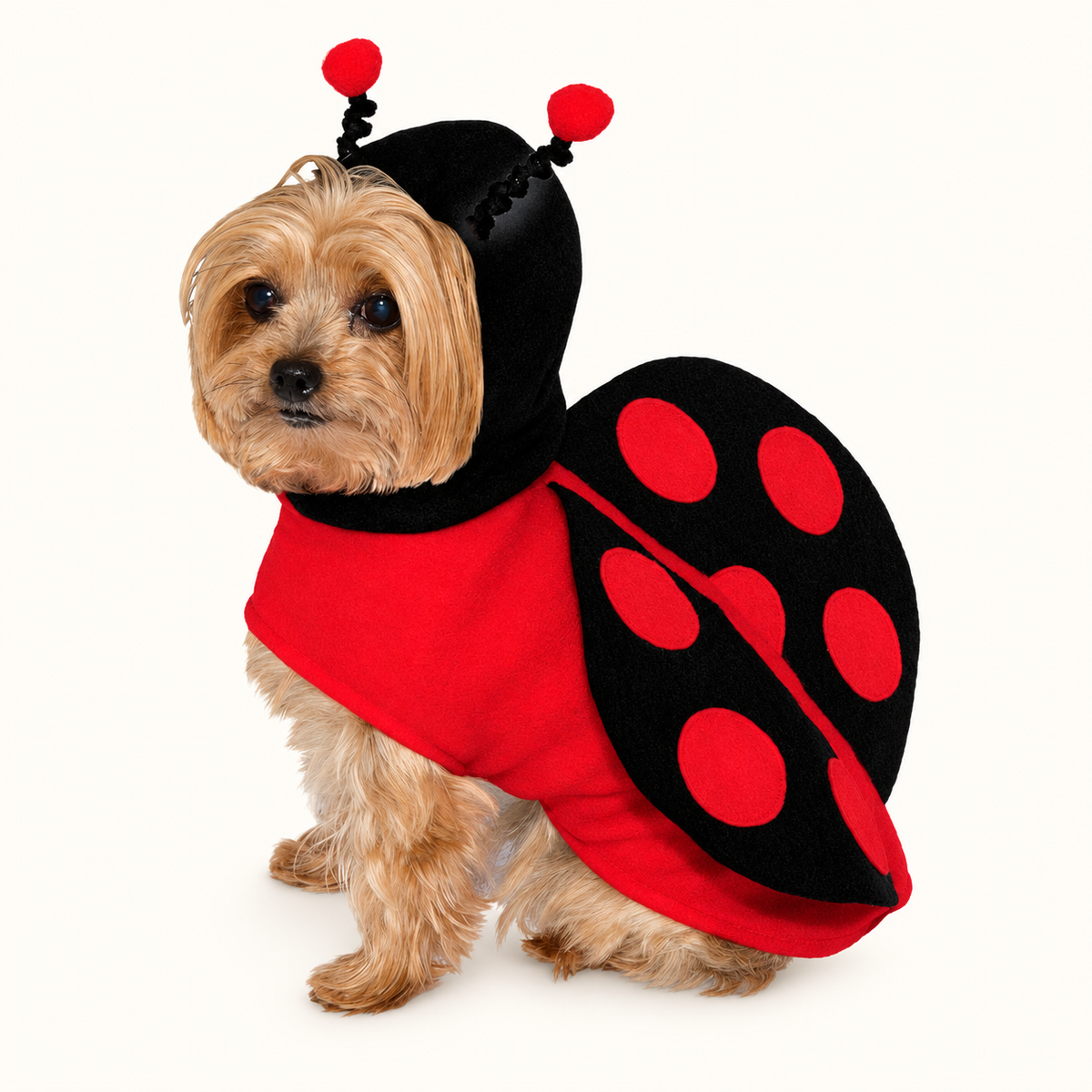 Lady Bug Pet Costume on a cream background